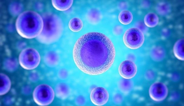 Cells Differentiate & Proliferate  Cell Proliferation in Cancellous Bone Graft